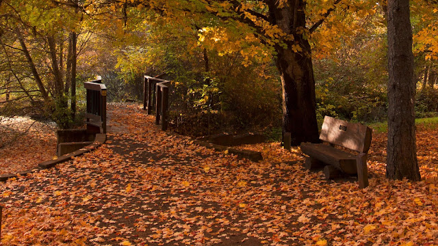 Beautiful autumn park background