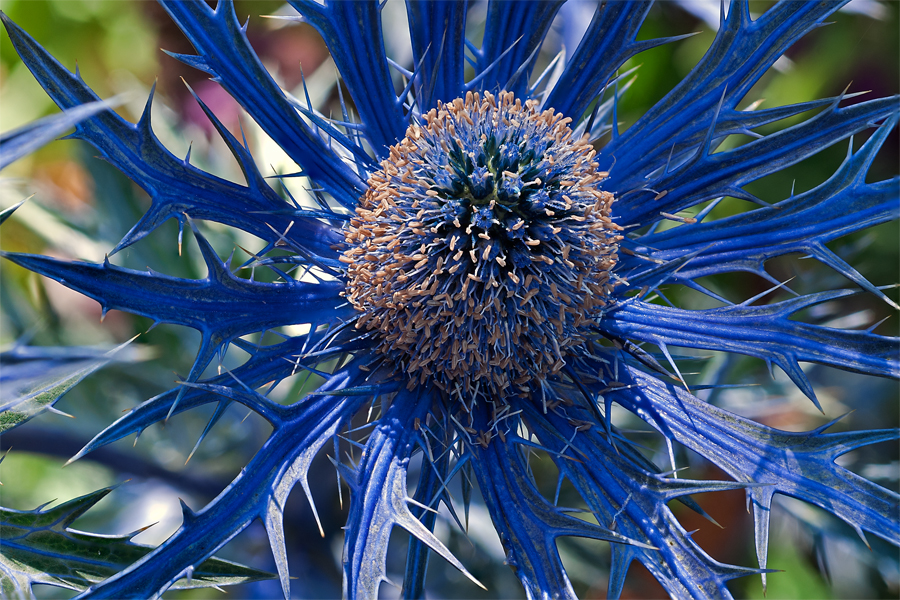 Linda Cochran's Garden: Eryngium 'Big Blue'