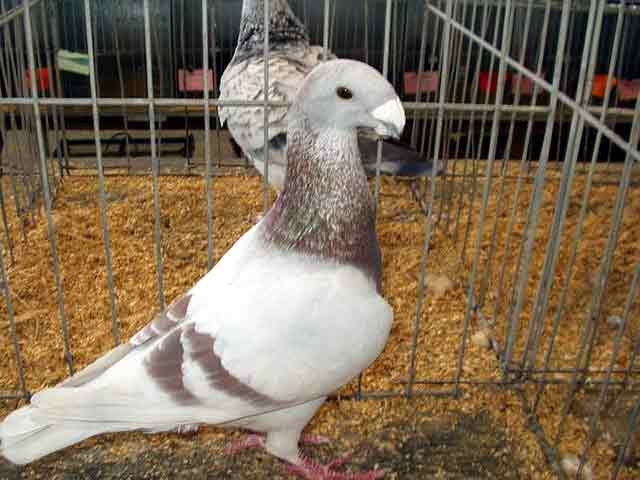 Jenis Burung Merpati Dara Berdasarkan Kemampuan Terbang Ukuran Bentuk Badan Dan Warna Bulu Blognya Mas Adi