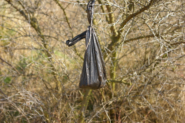 Dog poo bag hanging from a tree