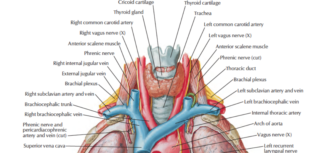 Head And Neck Anatomy Cervical Pleura | Images and Photos finder