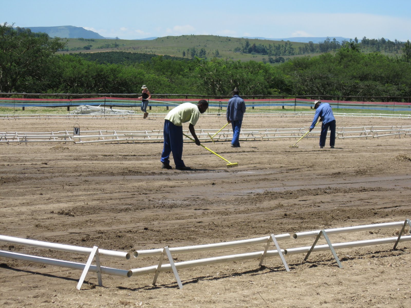 Waltzing Horses Arena prep. taken to another levelhand raking and