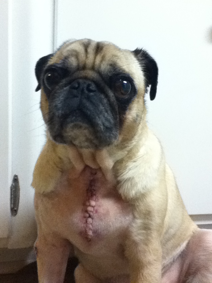 A Dog's Journey thru Mast Cell Tumor Treatment: Discovery of Second ...