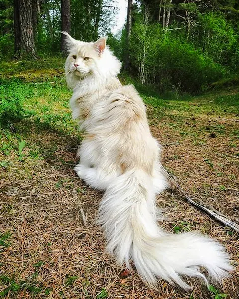 Lotus a huge Maine Coon with a superb plumed tail as expected