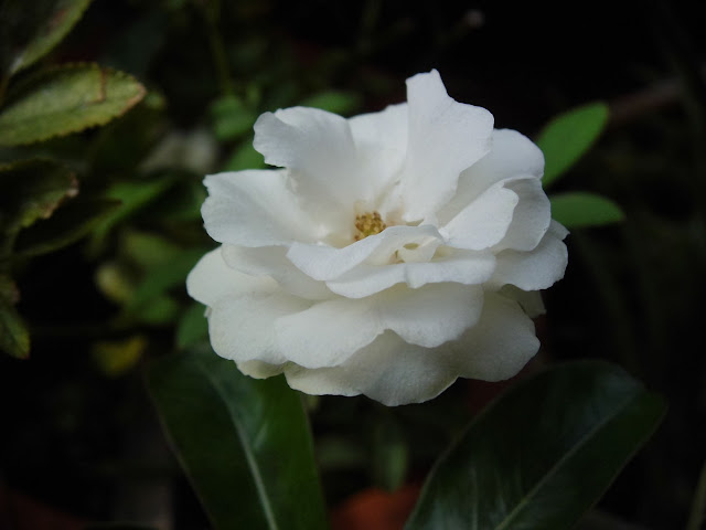  The exotic of white Rose flower