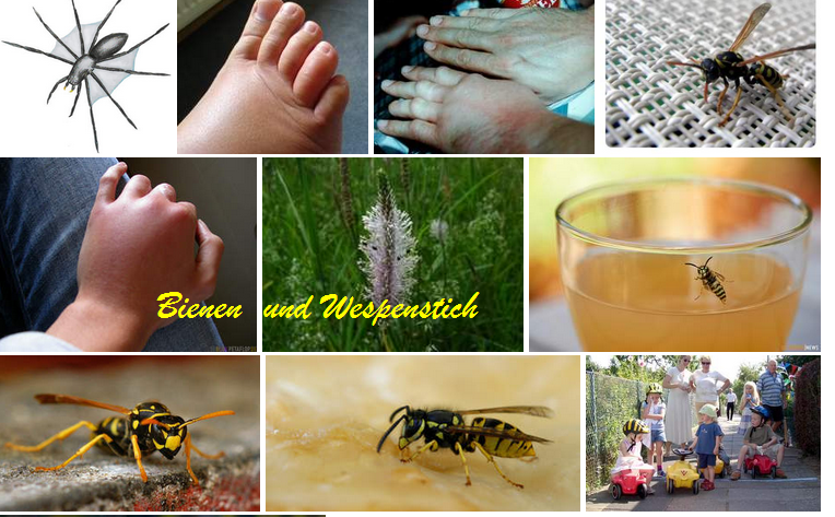 WasDerBürgerSoLiest: Bienenstich - Wespenstich - was tun ? Wann ist die ...