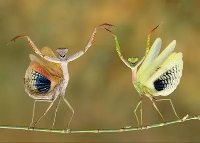 two praying mantids on a branch - they look like they are dancing but they are probably fighting.