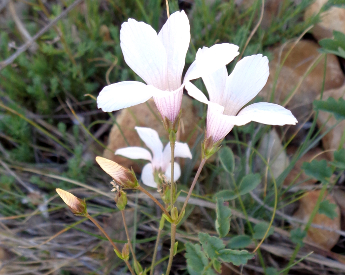 Flores silvestres de color blanco -7