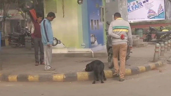 Delhi Police, Khan market, Dog squad, Bomb disposal squad