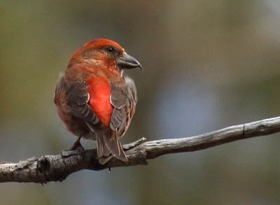 Photo of Red Crossbill on branch