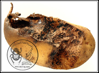 مظهر الإصابة على درنات البطاطس بحشرة الحفار (كلب البحر) Gryllotalpa gryllotalpa