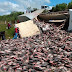Carreta carregada de tambaqui tomba na BR-364