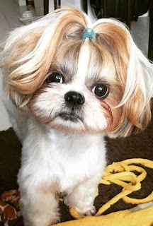 Shih tzu (Şitsu) yavrusu