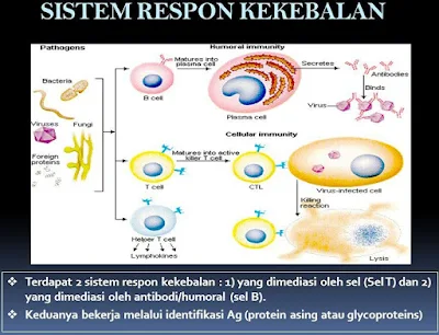 Respon Kekebalan sistem imun - berbagaireviews.com