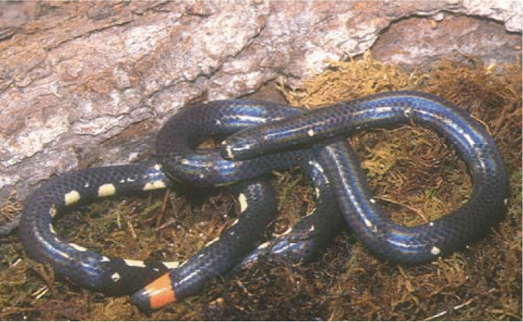 Dwarf Pipe Snake (Anomochilus cf. monticola), Rarely encoun…