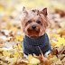 12 Signs You Are A Crazy Yorkshire Terrier Person
