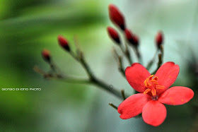 Delicate Red Flower, Giardini La Mortella, Foto Ischia, Natura Ischia, flower, Beautiful Nature, Red Flower,