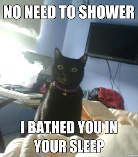 Cat Memes Photos Cat Memes Photos