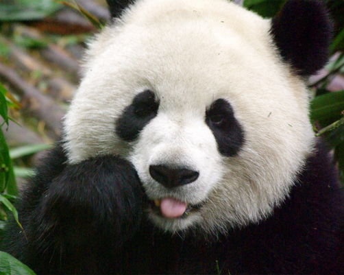 Pandas Bebes Noviembre 2015