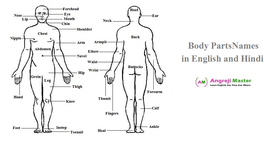 Human Body Parts Names In English And Hindi Man And Women Body Parts human-body-parts-names-in-english-and-hindi-man-and-women-body-parts