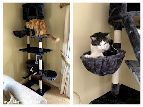 What's in The Box Product Review @BionicBasil® Yaheetech Cat Tree Tower Review in 2019 - Testing The Cat Tree
