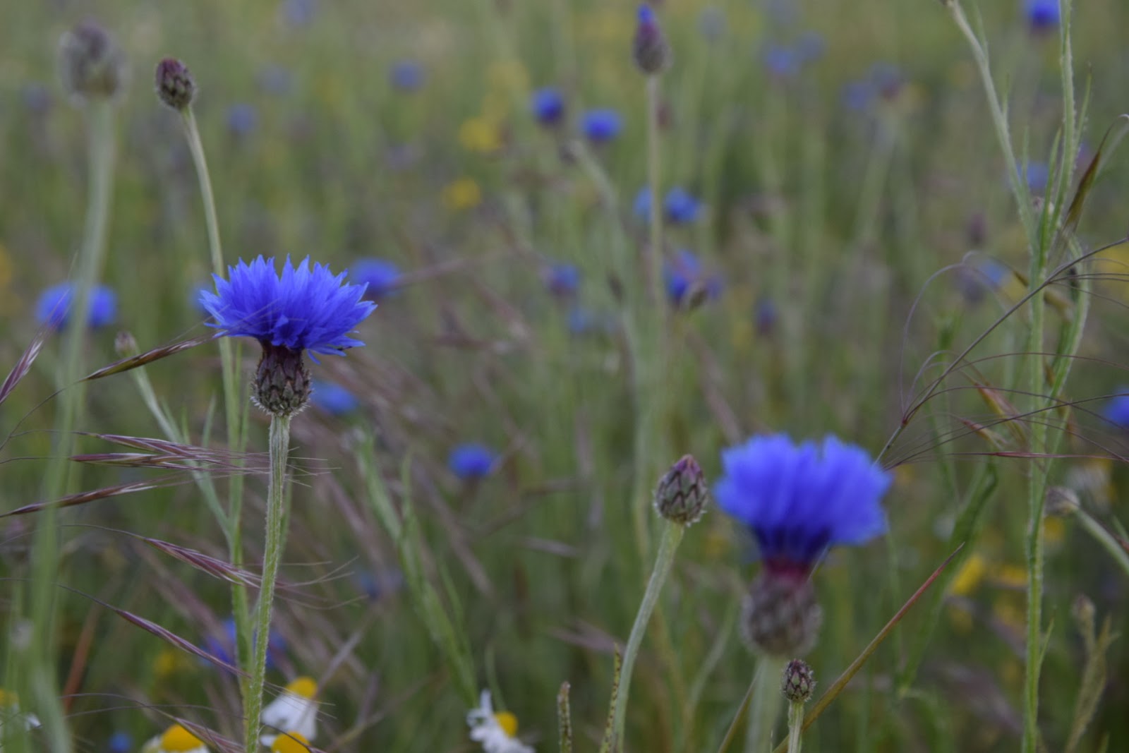 Pierwiosnek Glowkowaty Noverns Deep Blue Primula Capitata Albamar Primula Plants Rock Plants