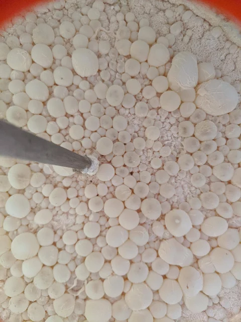 mega pellicle for an infected beer batch
