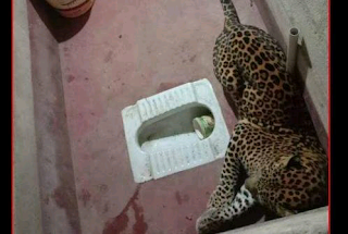 Leopard locked in bathroom escapes through ceiling, leaves dog unharmed
