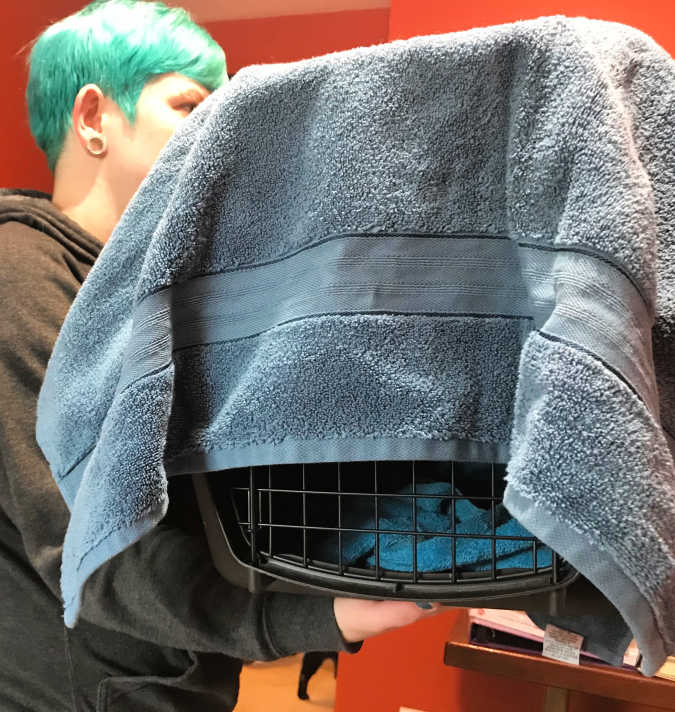 Getting Your Cat to the Vet Your Cat CAN Love Their Carrier! Lola