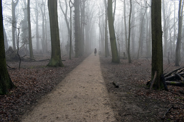A Misty Woodland Walk In Early Spring