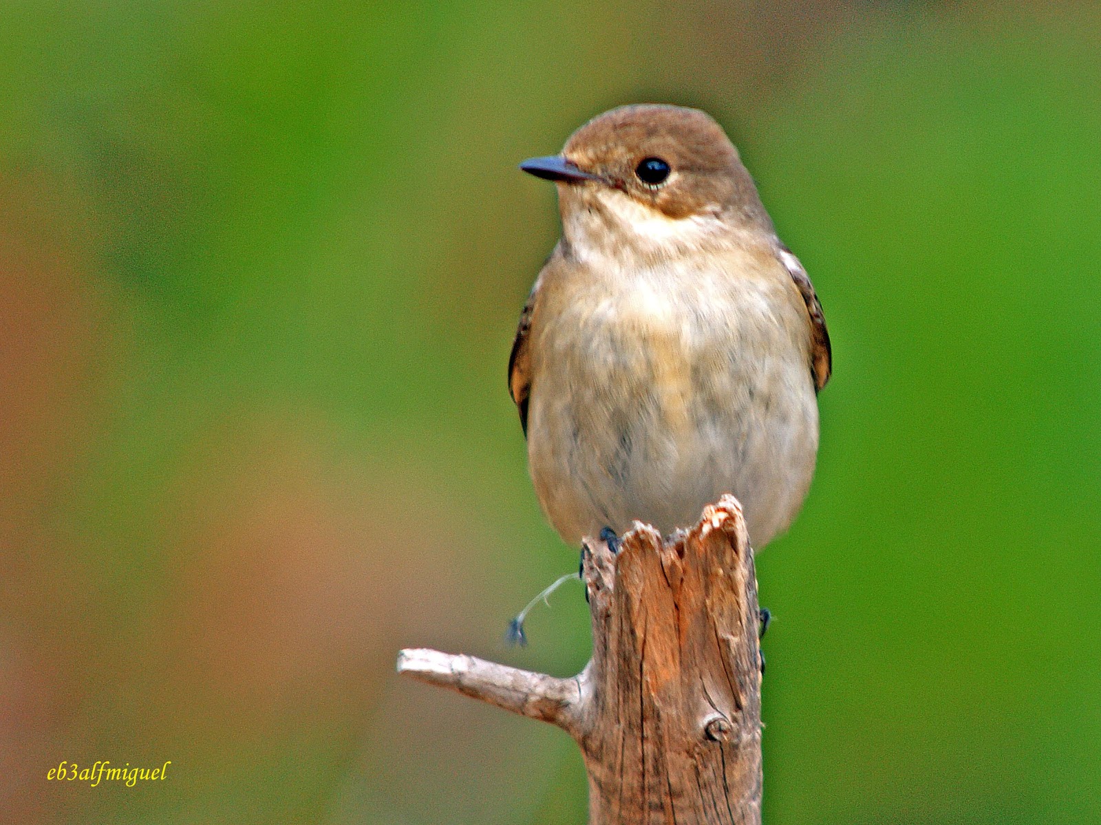 Miguel fotografia: Papamoscas cerrojillo, (Ficedula hypoleuca)