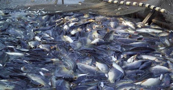 Sekilas Tentang Budidaya Pembesaran Ikan Bandeng Dalam Keramba Jaring