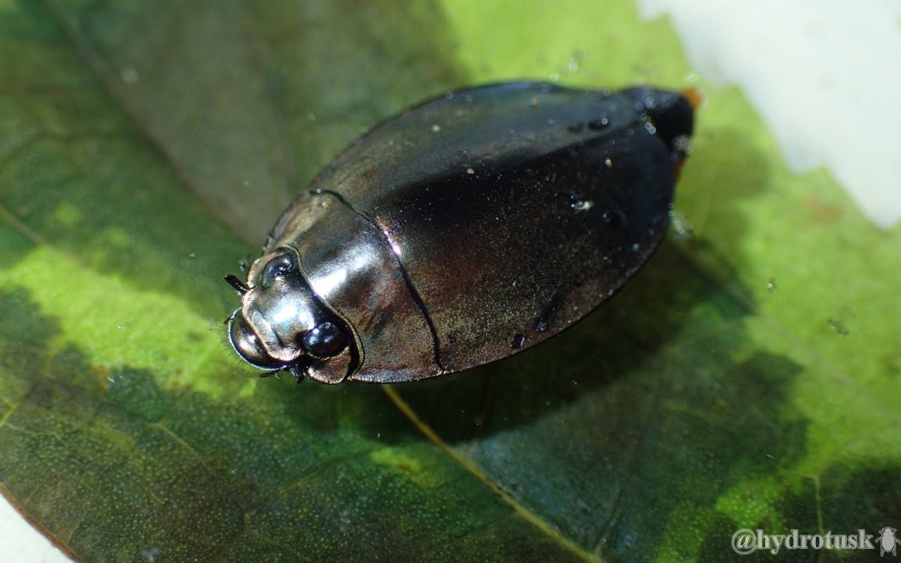 ミズスマシ (ミズスマシ) JapaneseEnglish Dictionary JapaneseClass.jp