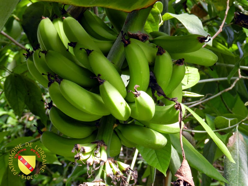 VILLERS-LES-NANCY (54) - Les serres du jardin botanique du Montet-Régime de bananes d'Asie