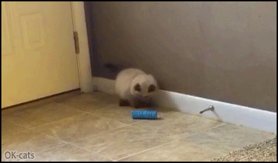Snuzzy Cat Kitten • Cutest kitty attack ever. Tiny playful Kitten pouncing in order to catch his toy Snuzzy Cat Kitten • Cutest kitty attack ever. Tiny playful Kitten pouncing in order to catch his toy