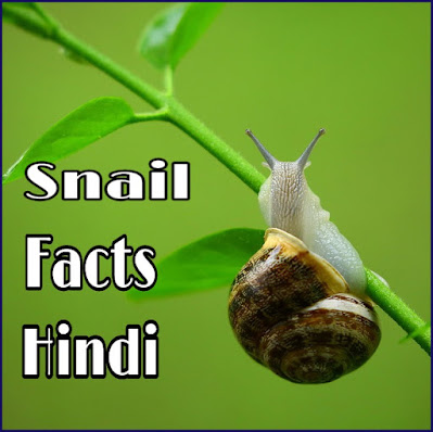 Snail Animals Hindi