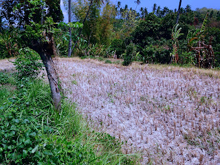Rice Field Scenery Waiting For The Rice Planting Again