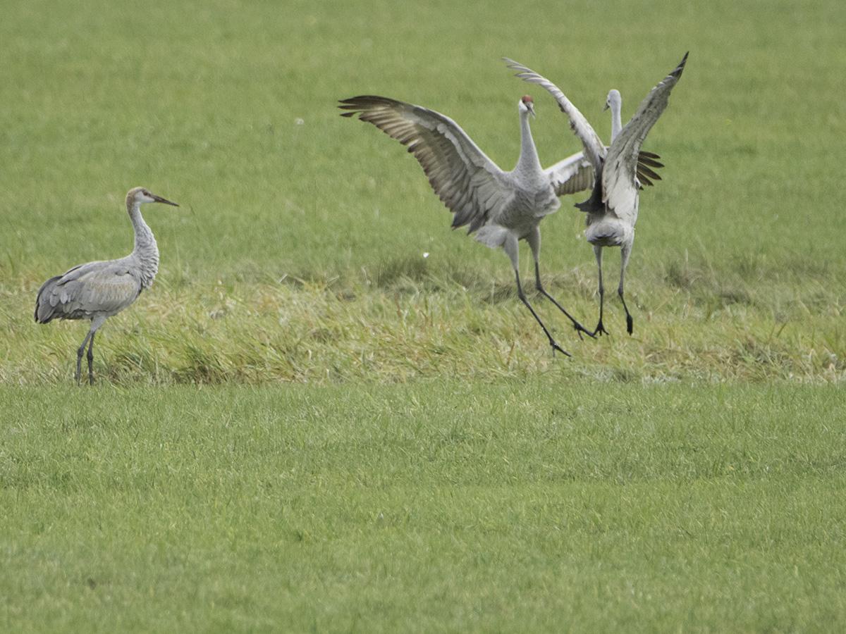[Mainebirds] Re 21 Sand Hill Cranes in Smithfield