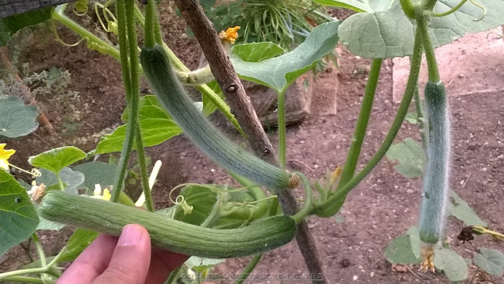Growing Organic cucumbers