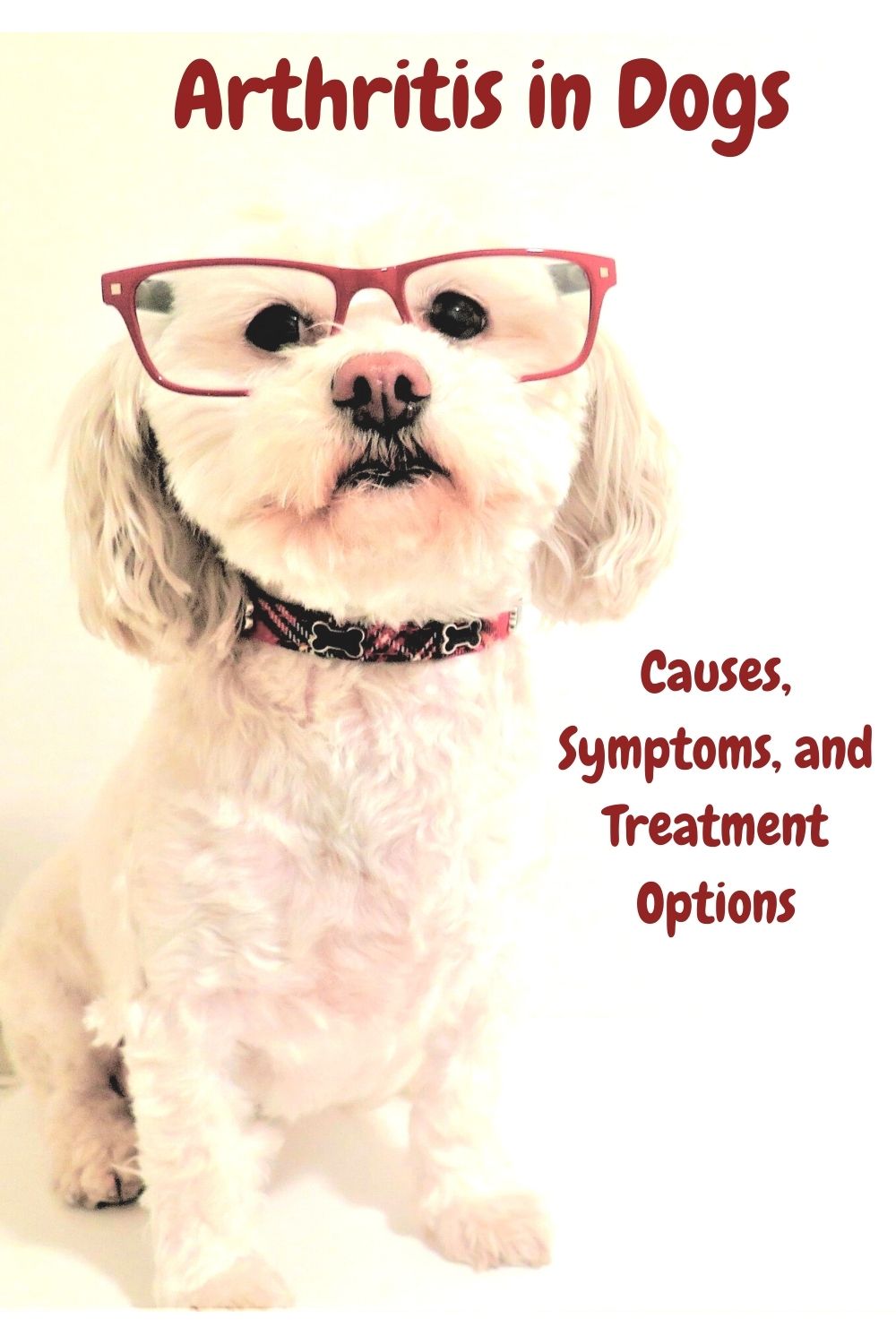 Dogs Luv Us and We Luv Them ARTHRITIS IN DOGS; CAUSES, SYMPTOMS, and