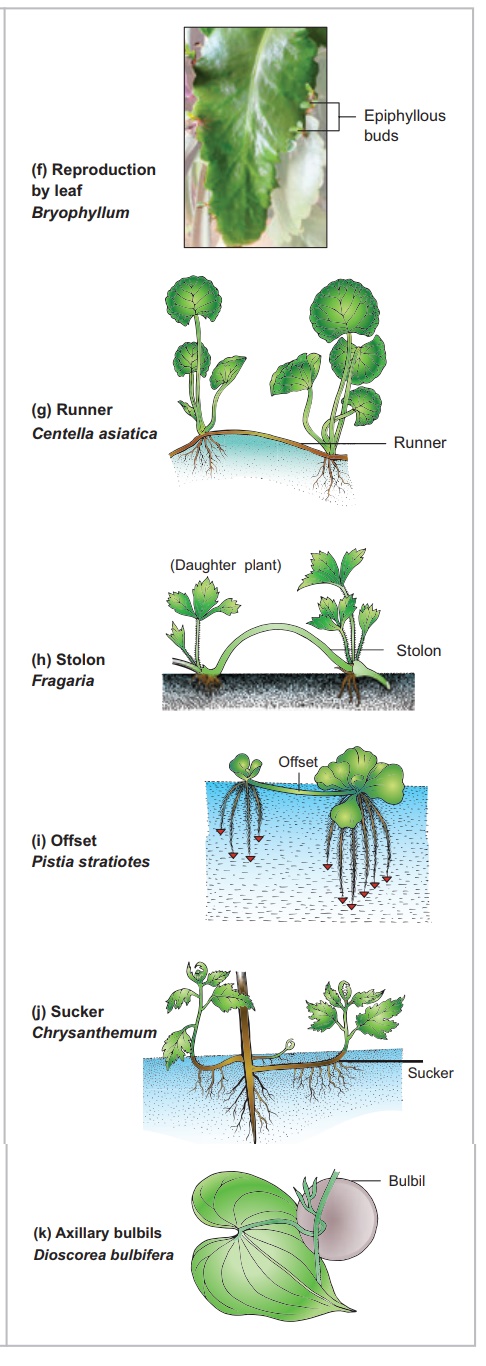runner in vegetative propagation