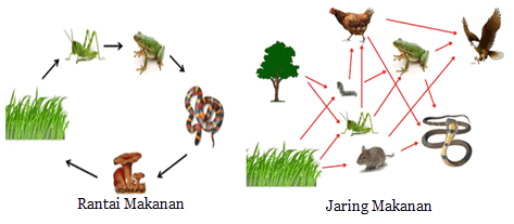 Alam selalu pengalami perubahan dari waktu ke waktu Perubahan dalam Jaring-jaring Makanan