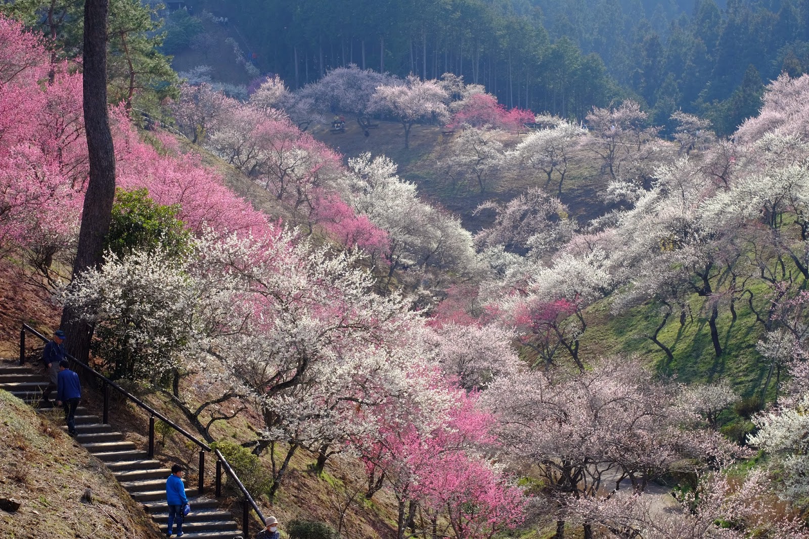 吉野梅郷 梅まつり s92
