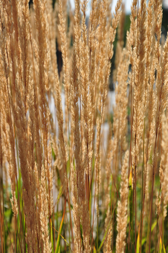 Three Dogs in a Garden Favourite Ornamental Grasses, Part 2 Cultivars