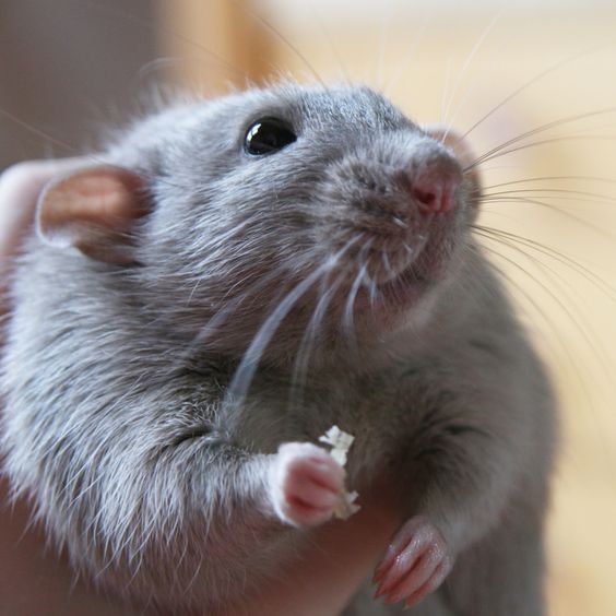 Top 10 Most Intelligent Animals On The Earth Amazing Pets For You