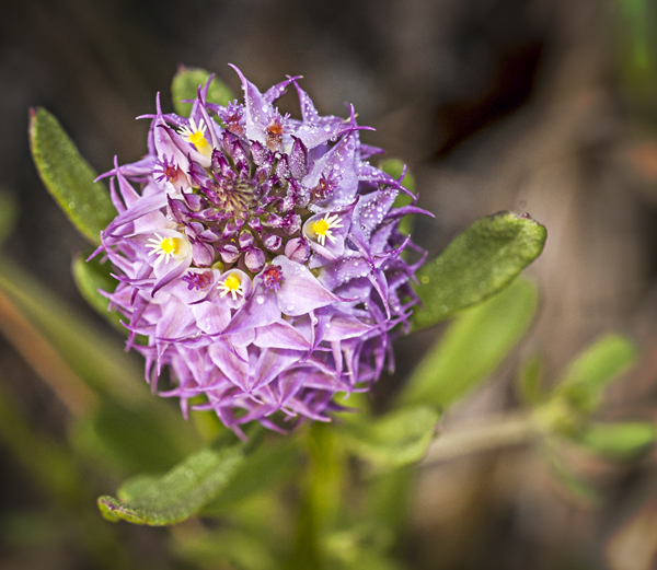 Wednesday’s Wildflower Drumheads