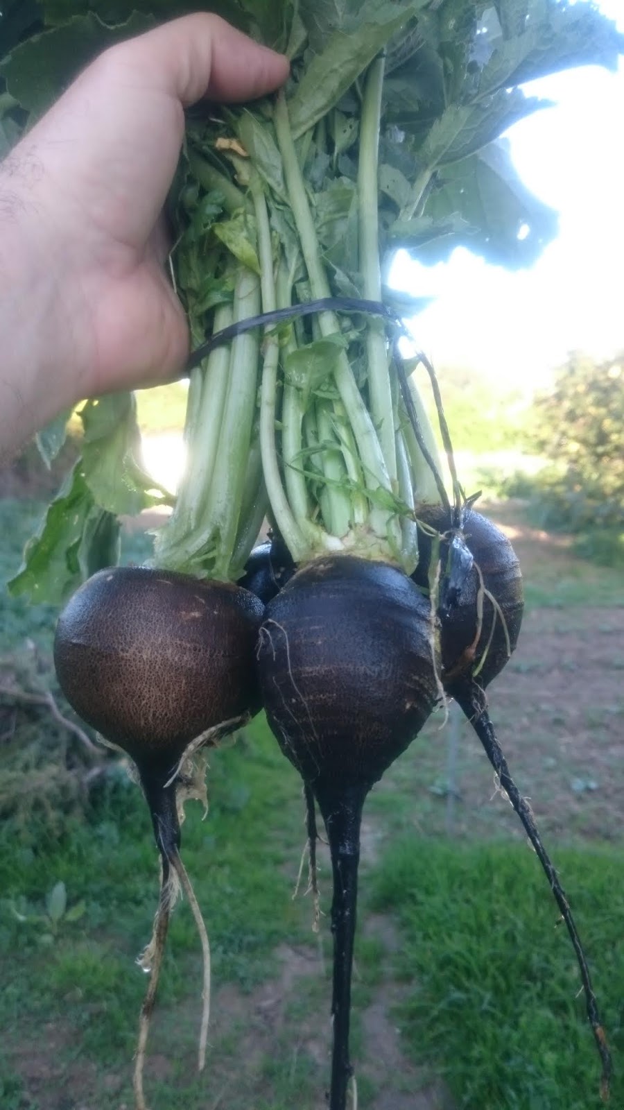 El Huerto de Jose Antonio Cultivo del rábano negro.