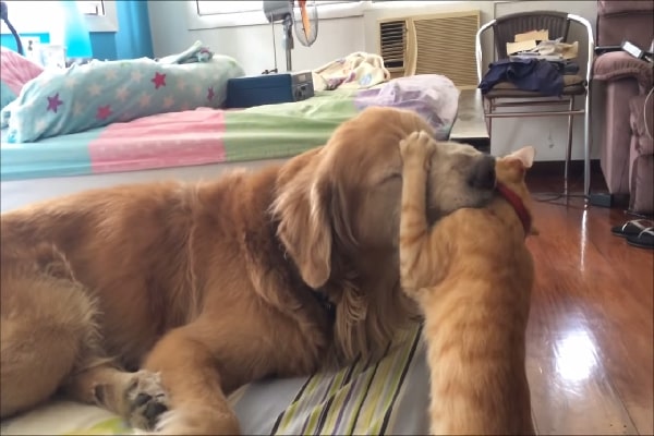 Rescue Kitty Locates Buddy With Loving Golden Retriever