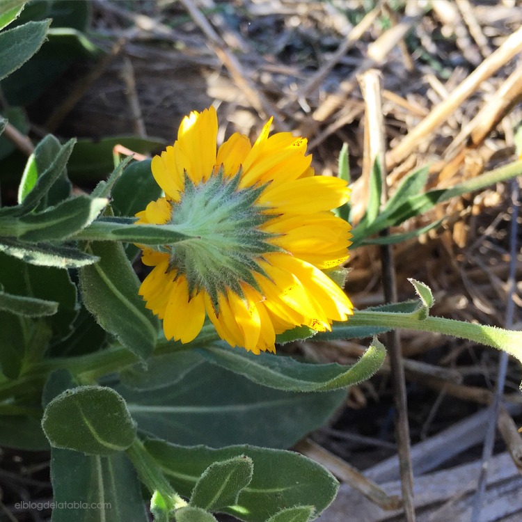 Calendula arvensis