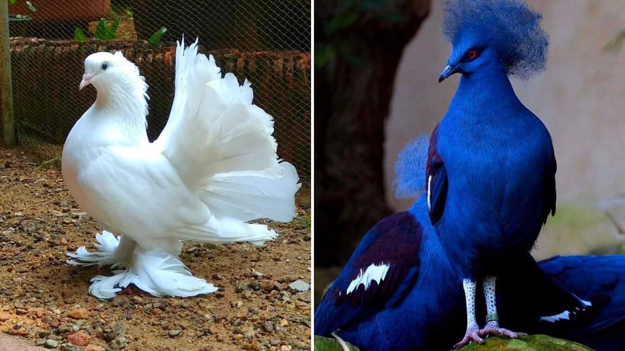 34 types of rarest and most beautiful pigeon species in the world at a